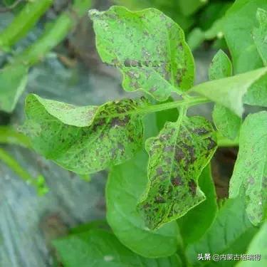 马铃薯豆角病害图谱,马铃薯病害图谱大全