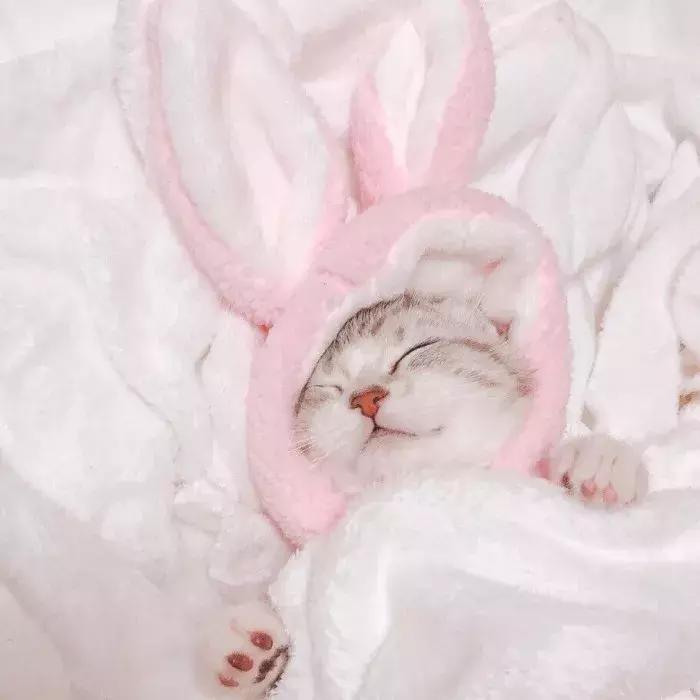 猫咪怀孕怎么才知道,猫咪怀孕怎么办呀