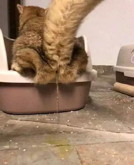 如何判断家里的猫是不是智障,猫咪弱智