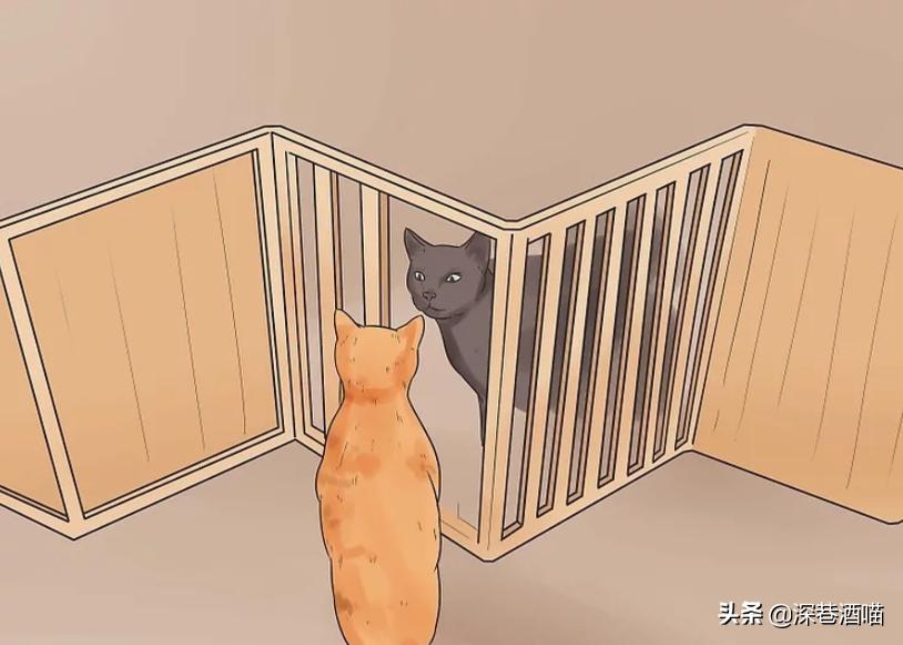 猫咪原住民和新猫如何快速相处,原宿猫如何接收新猫