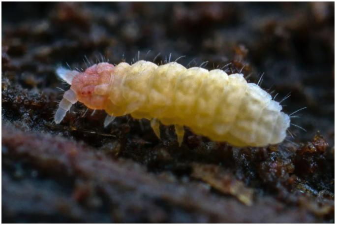 生态缸老水缸,生态缸老死鱼怎么回事