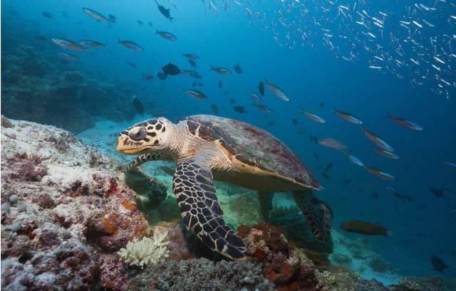 这10种文玩都是违禁品最好别碰,国家明令禁止的文玩有了会如何