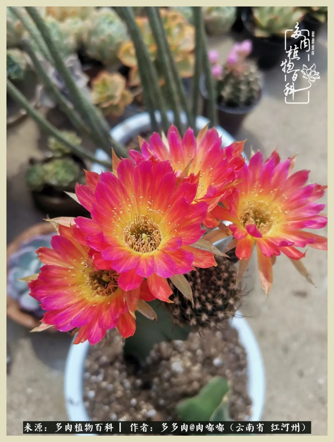 这个春天我们一起去赏花,这个季节我们一起去看花