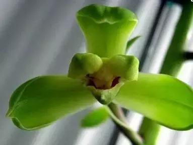 五种最具欣赏价值的兰花,欣赏史上最全的兰花