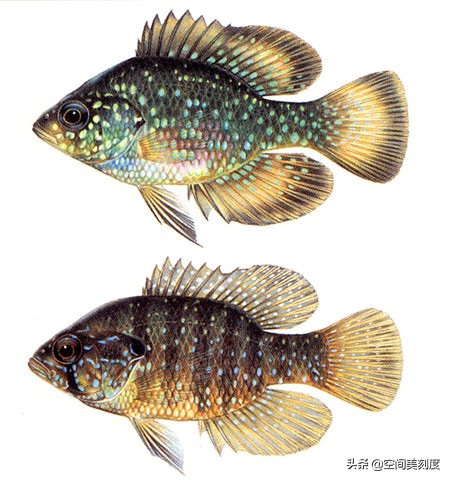 易养的热带观赏鱼有哪些,好养耐活的热带观赏鱼都有哪些