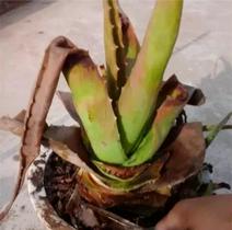 芦荟叶片不饱满是缺水吗,芦荟烂根叶片发黑