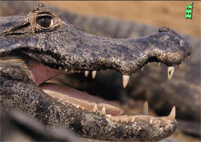 动物的英文词汇汇总,你最喜欢哪种动物?