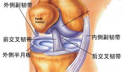 蛙泳膝盖疼怎么解决,蛙泳膝盖内侧韧带痛