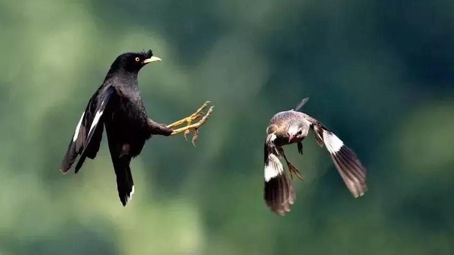 八哥长途运输过来要注意什么,八哥的喂养方法和注意事项