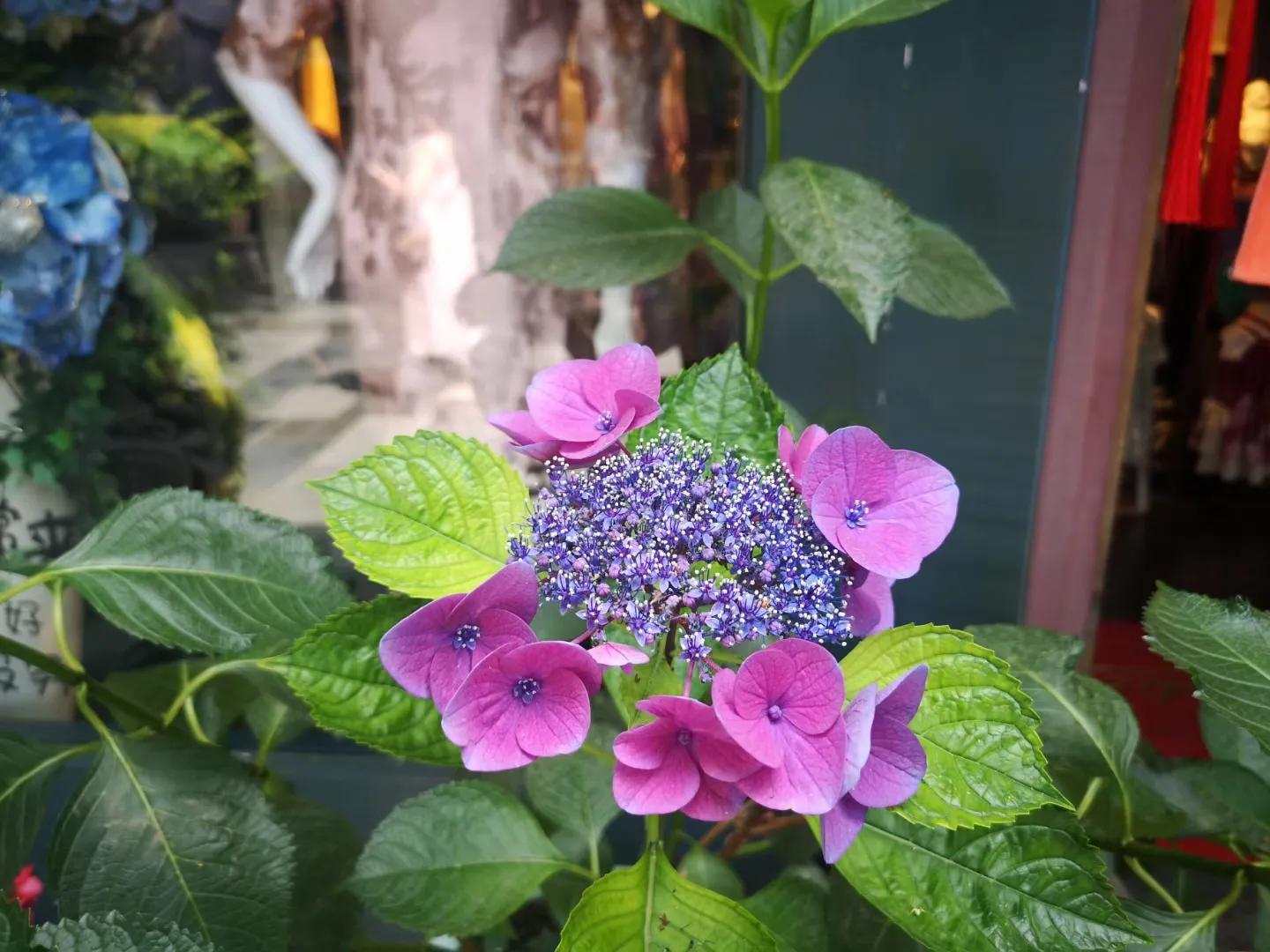 杭州灵隐寺千年古树,灵隐寺里面的树是啥树