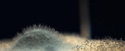 砧板变黑怎么搞干净,怎样去除砧板发霉变黑