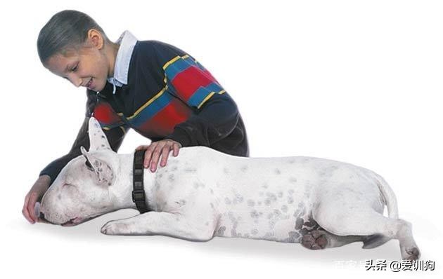 训犬的100个基本方法,训犬的技巧