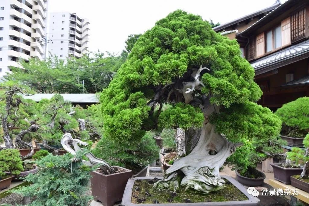 开盆景园是否赚钱,开一个盆景店赚钱吗现在