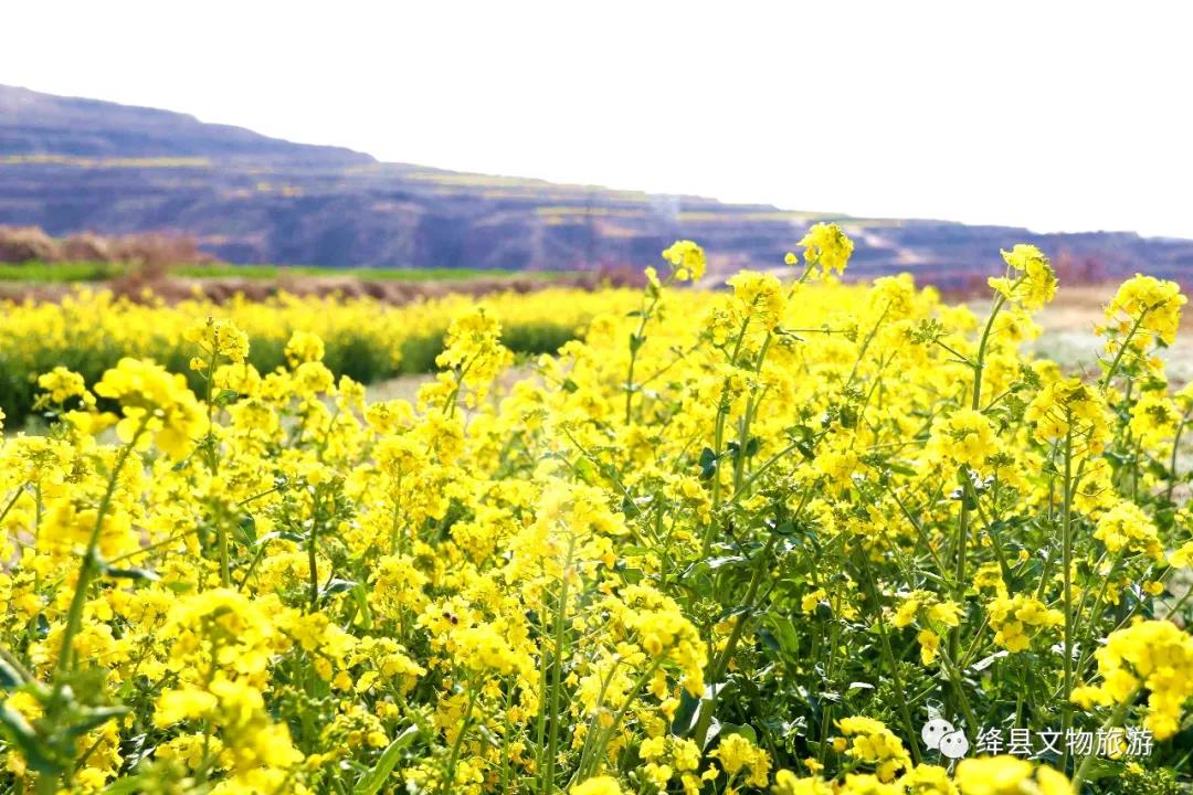 美丽乡村百花节,美丽乡村山花节