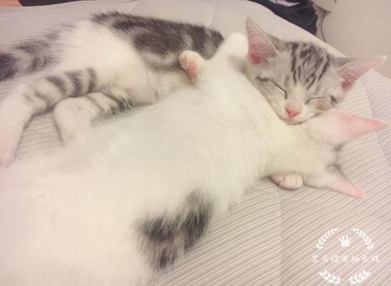 猫咪体外驱虫药用什么牌好,猫咪体外驱虫什么药比较好