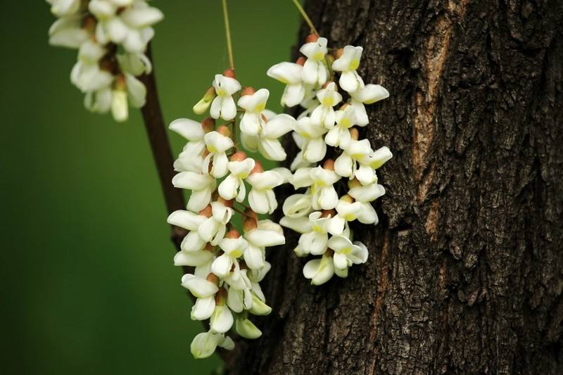 槐花飘香的最佳食用方法,槐花飘香季怎么吃