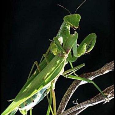 雌螳螂和雄螳螂谁体型大,雌性螳螂为什么会吃掉雄性螳螂呢