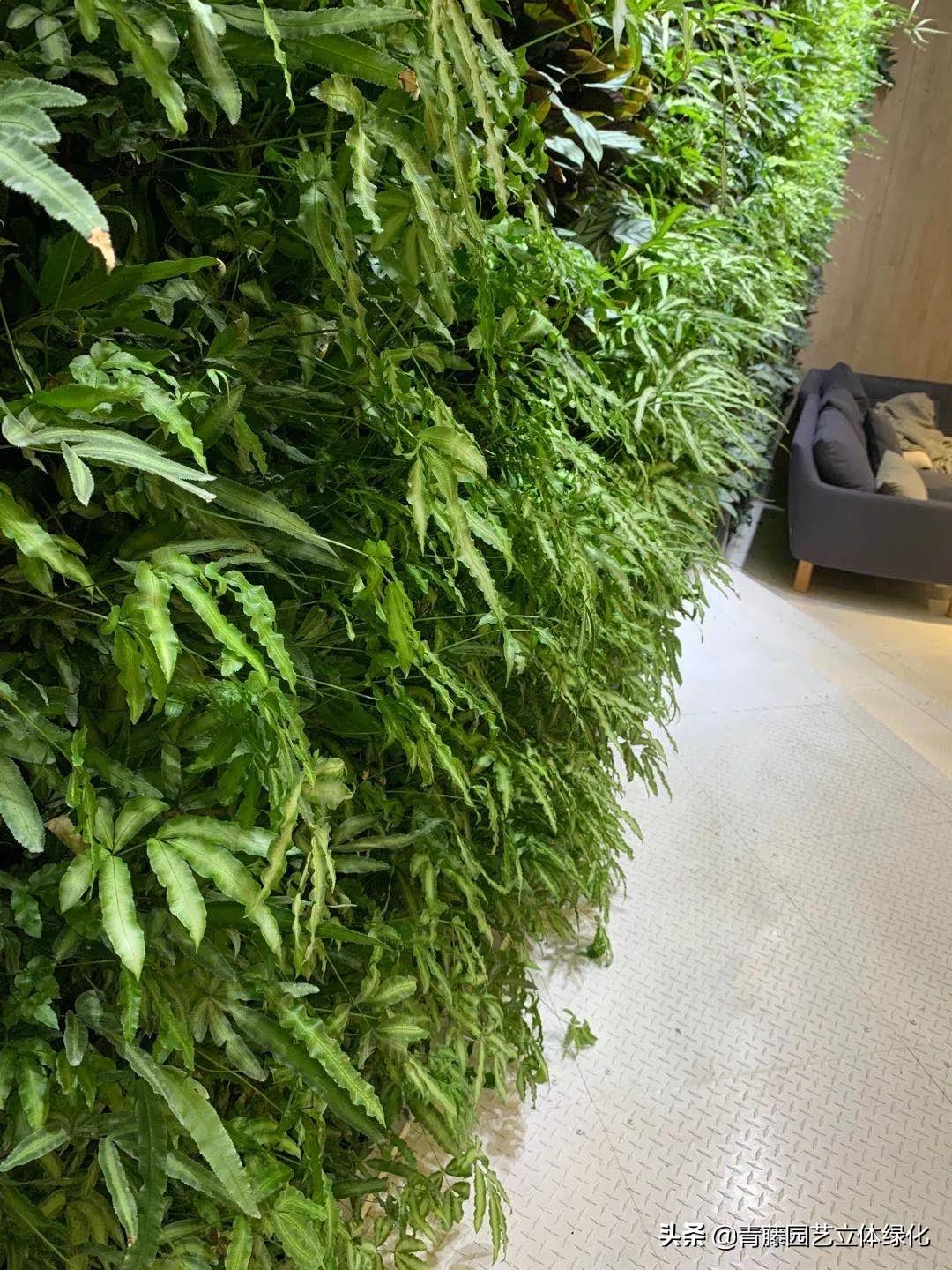 植物墙软装装饰设计,软装墙和植物墙怎么融合