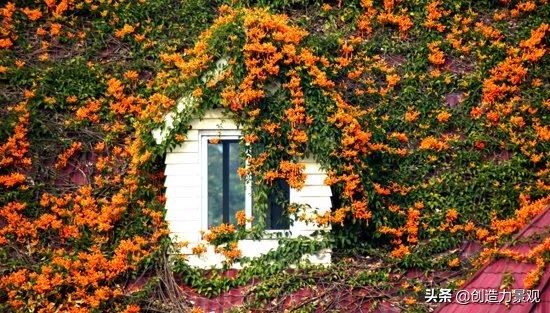 三种最旺家的爬藤植物,最好种的爬藤植物