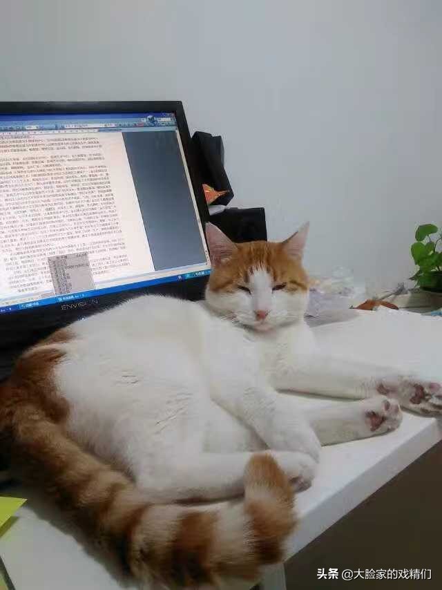 你这样的白橘猫,叫我怎能不爱?