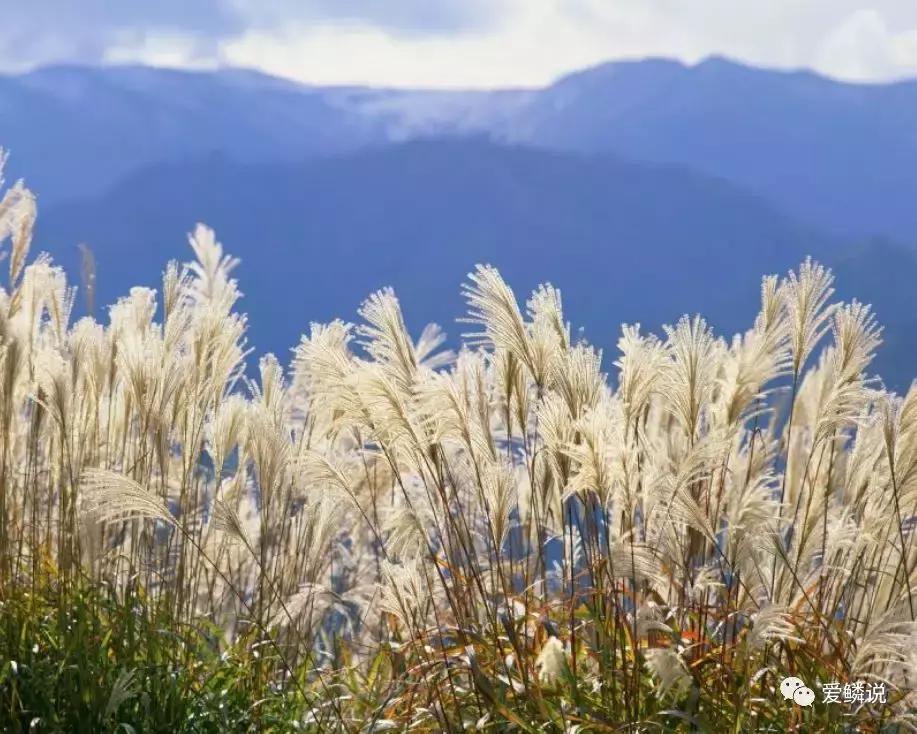 适合锦鲤池水面种植的植物,锦鲤鱼池能长什么植物