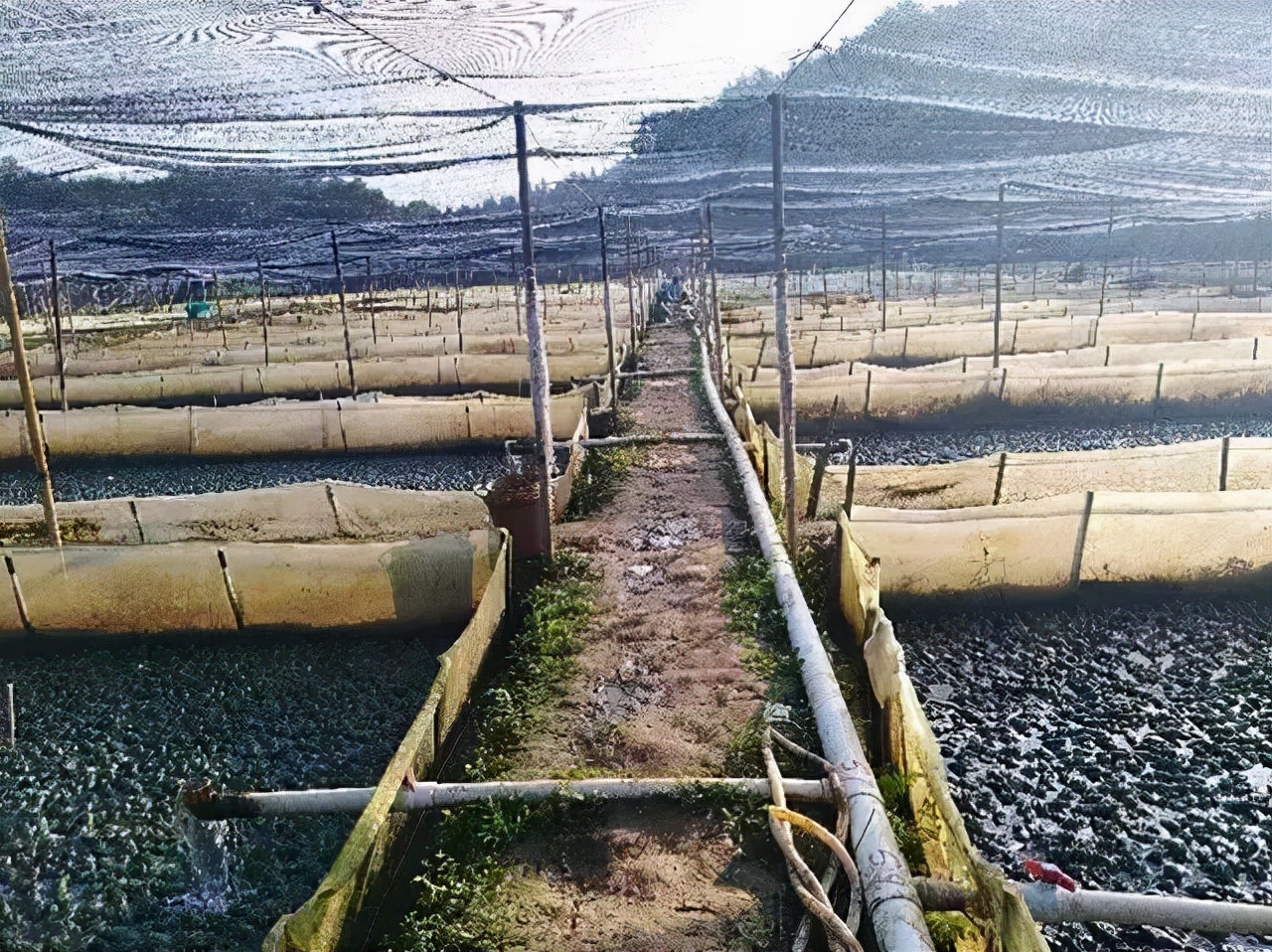 高发！牛蛙歪头、白内障养殖常见病，有效的防治对策是什么？