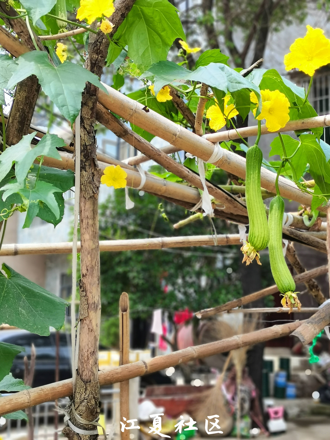 江夏的土地堂未来有发展么,江夏区土地堂由来