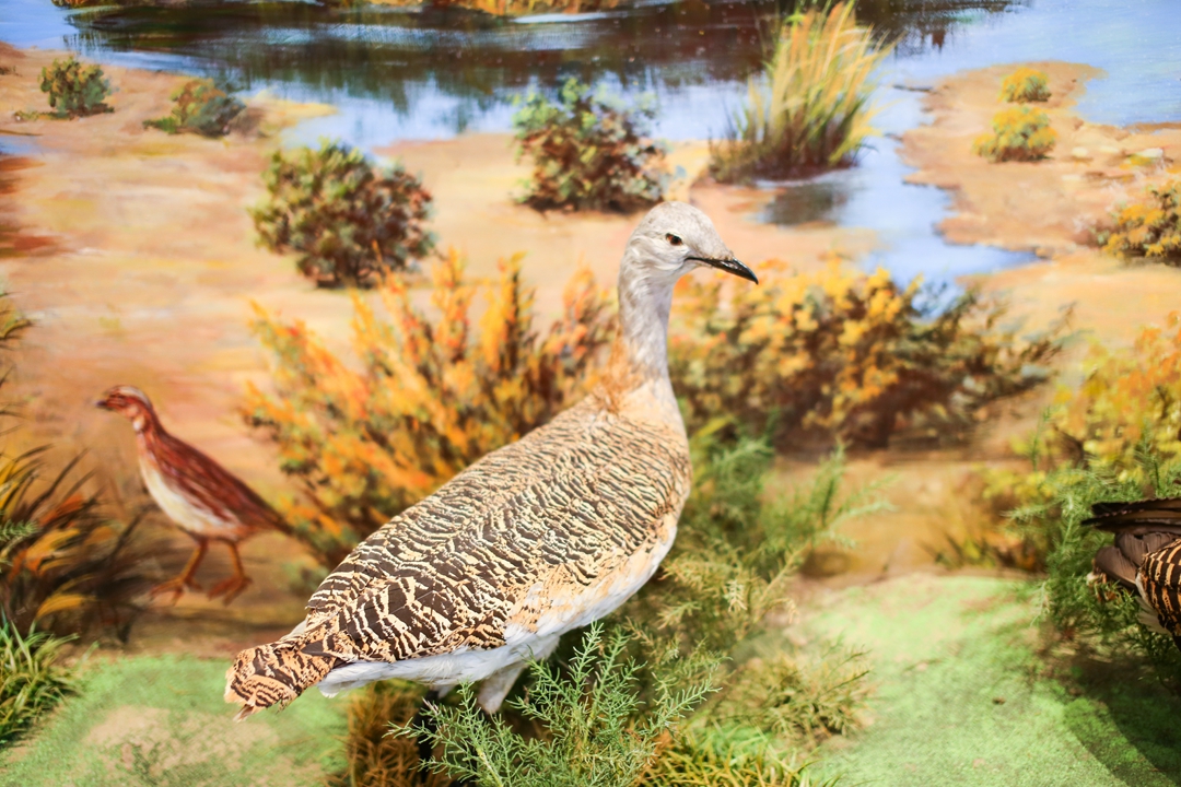 鸟类都会飞往南方过冬吗,鸟类全球迁徙