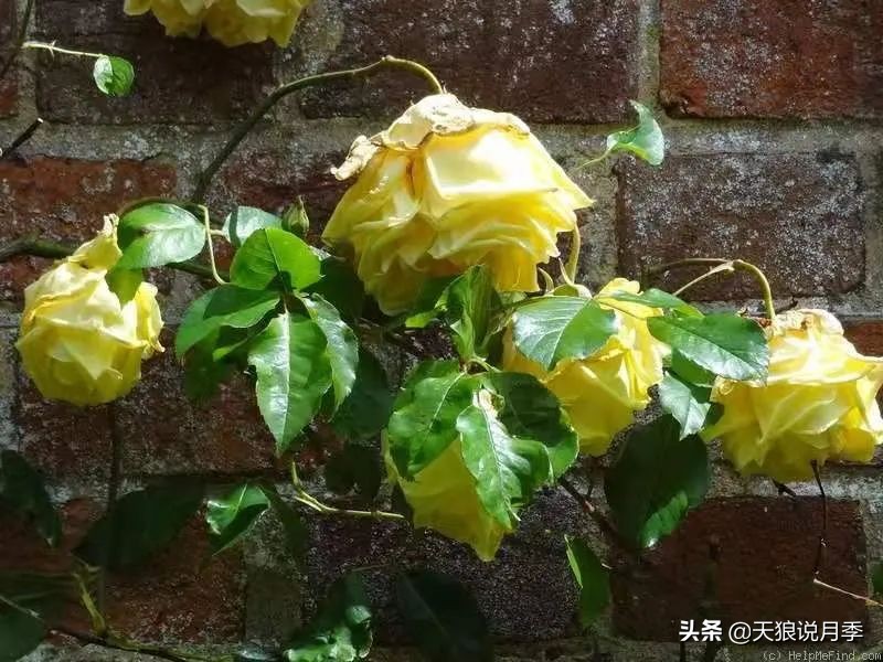 怦然心动的万人迷月季，原来从它而来（二）