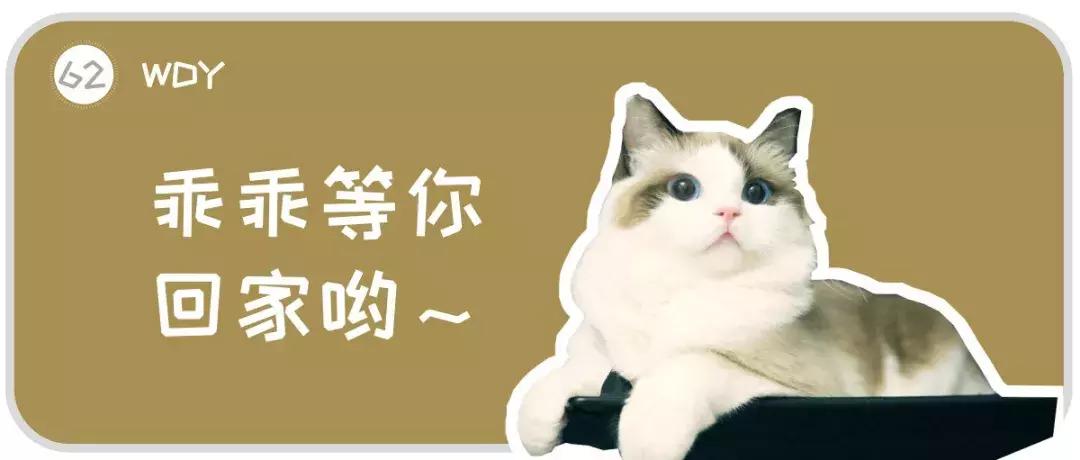 主人们不在家猫咪是怎么生活的,猫咪主人不在时猫咪有什么表现