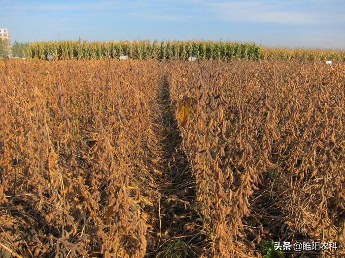 大豆高产抗倒新品种,大豆高产新品种有哪些