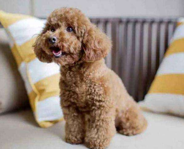 想让泰迪长得小可以少给它喂食吗,如何让泰迪乖乖听话