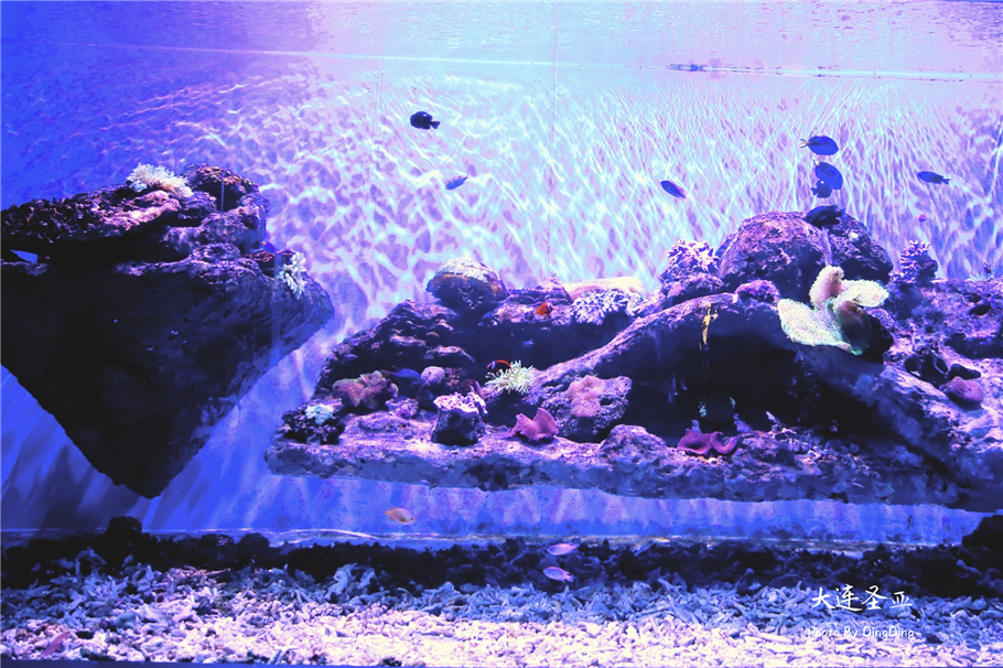 北方明珠活力四射的浪漫之都大连，国内最具特色的海洋世界圣亚