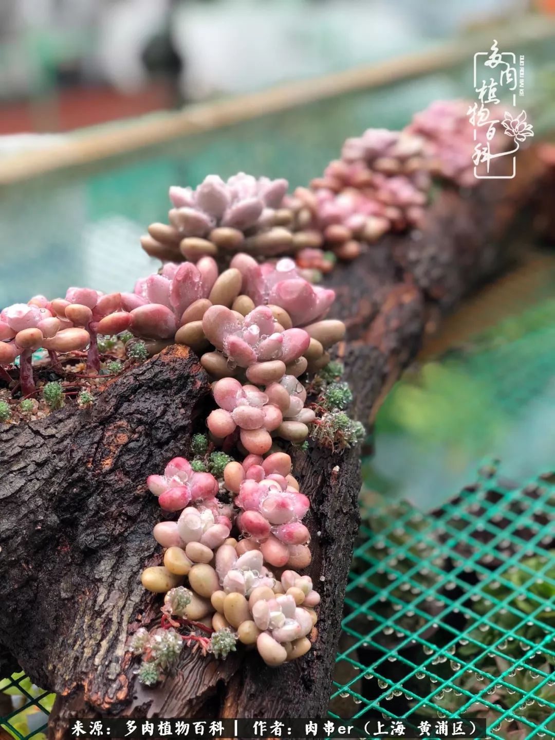 怎么用原相机拍多肉更好看,多肉怎么拍摄好看