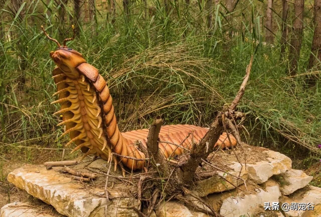 巨型蜈蚣长三米,世界上最长的3米巨型蜈蚣