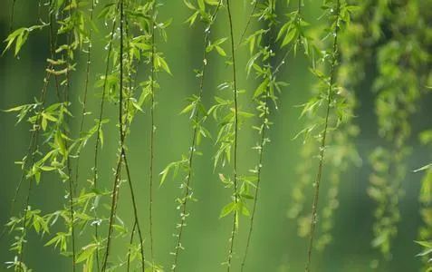 古诗词借喻手法,比喻借代怎么区分