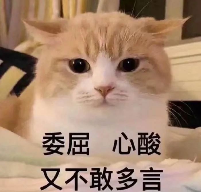猫咪身上哪些部位不能碰水,猫咪身上的四个弱点