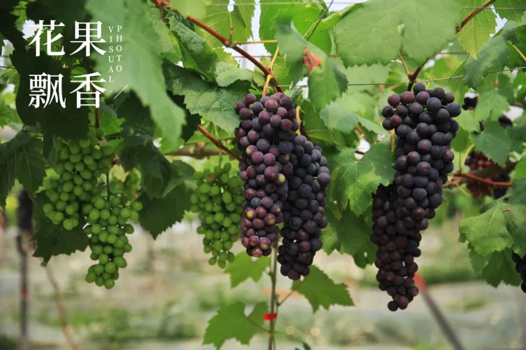 红的发黑的葡萄叫什么,25个早熟新品种葡萄解析