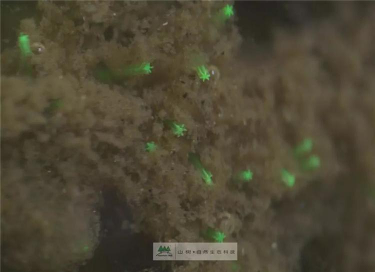 鱼池过滤刷作用,鱼池过滤解析