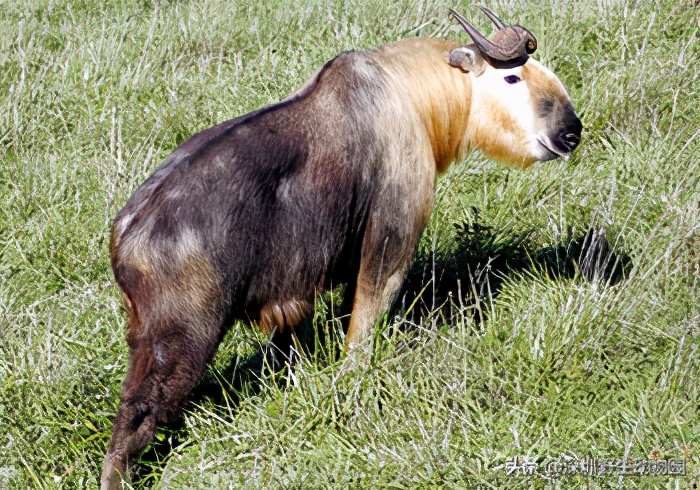 牛科动物的分类史,牛属动物分类