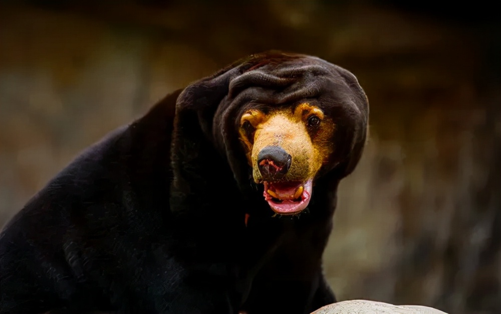 10大长相比较奇怪的动物,你认识多少种长相奇怪的动物