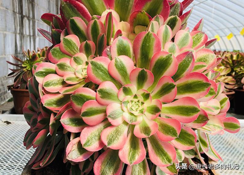 粉女巫和美杜莎法师哪个容易养,多肉法师红女巫和粉女巫区别