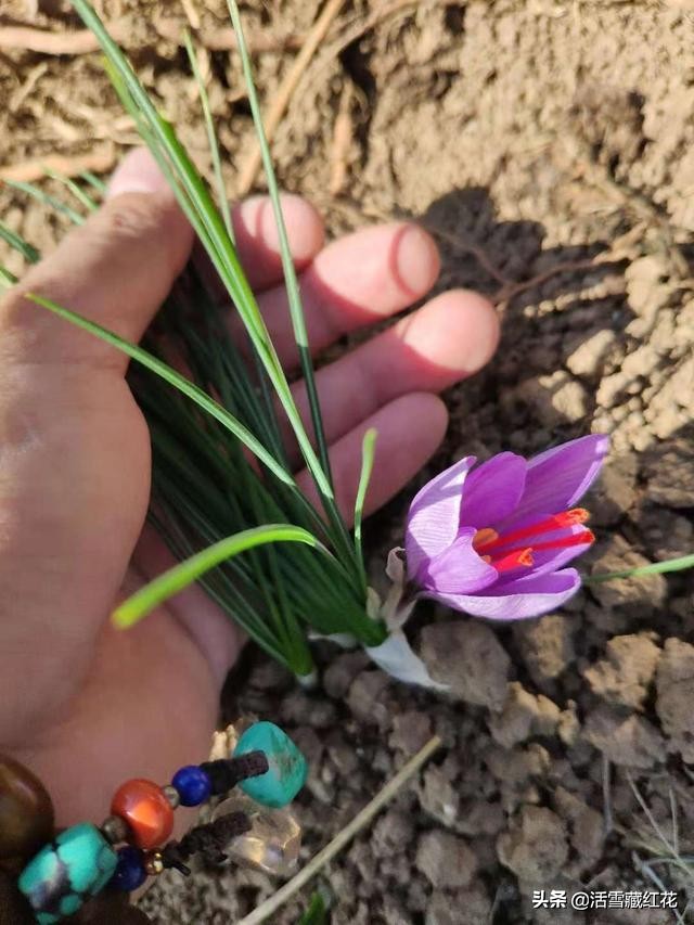 藏红花功效强大但需注意几点,藏红花的功效与作用百科全书