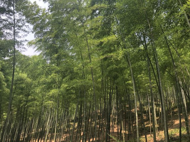 宜兴竹海自然风景图片,清新的竹林风景图片