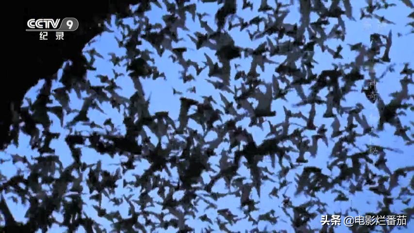 蝙蝠为什么是背锅侠,蝙蝠真实纪录片