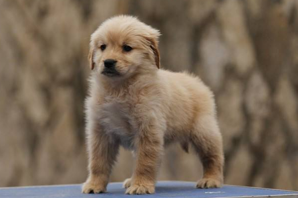 小狗崽断奶了吃什么,开水冲鸡蛋凉后泡狗粮喂断奶小狗