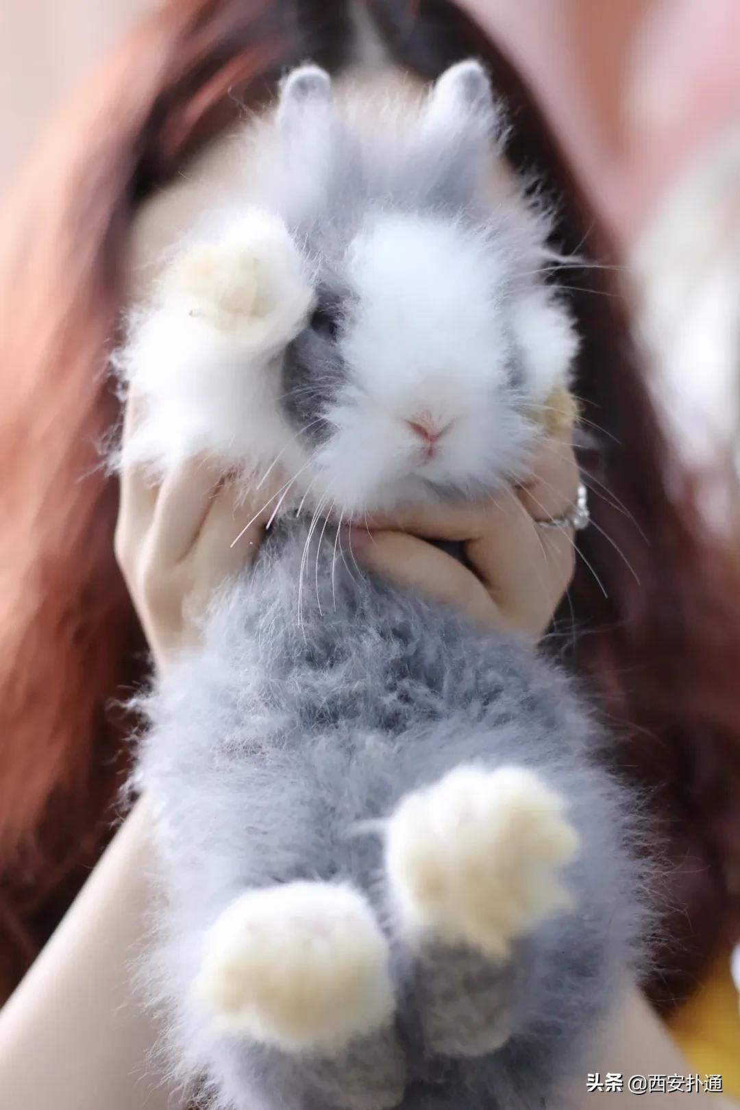 西安撸兔店,西安撸兔体验馆团购