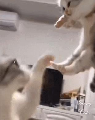 好不容易养大的猫被猪拱了,猫为什么喜欢被猪拱