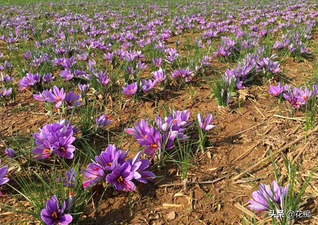 藏红花又能观赏又能喝,观赏药用两不误盆栽