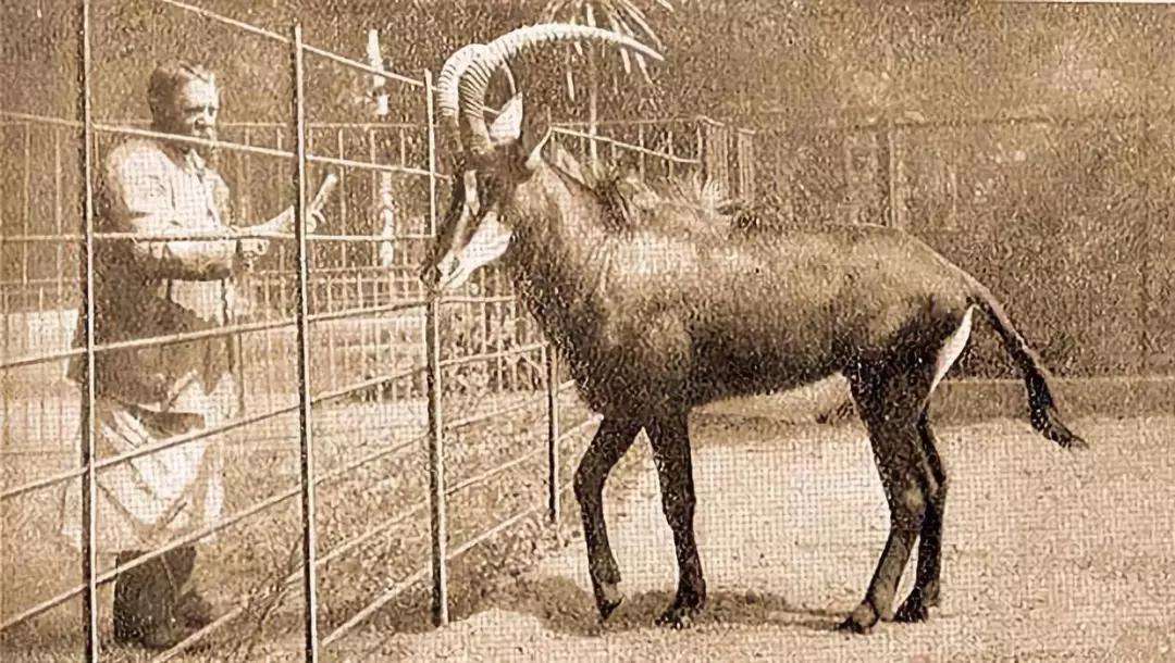 非洲牛科,物种繁多,来认识一下非洲大陆的各种羚羊吧